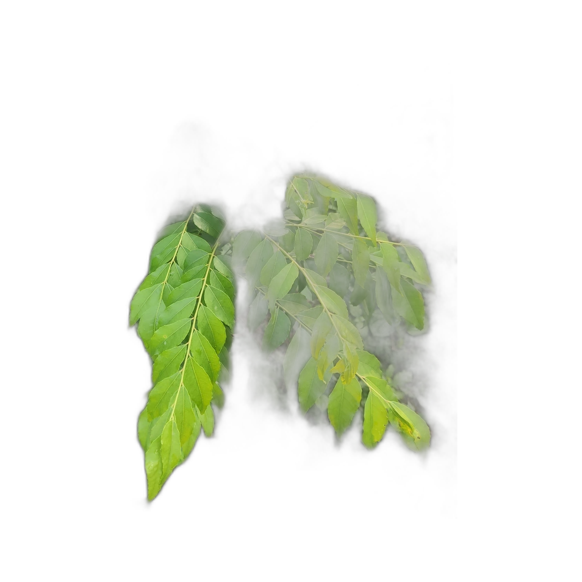 Curry Leaves