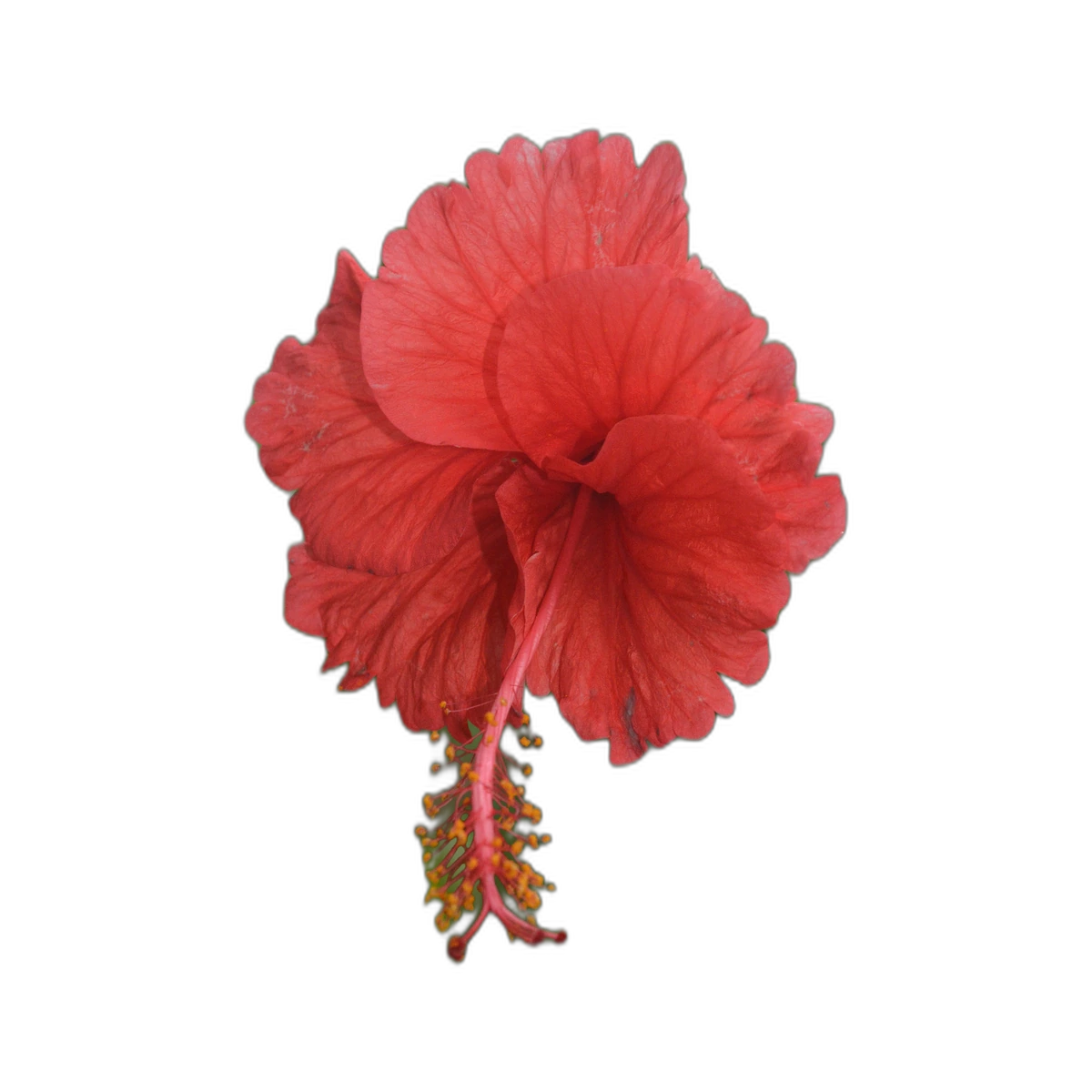 Hibiscus Flower